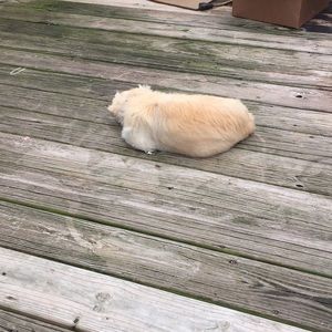 Meet your Posher, Polly